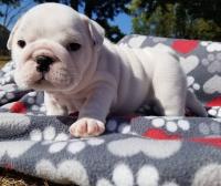 Health Tested English Bulldogs Available. image 2